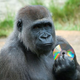 Illustration for article titled Heartbreaking: This Mother Gorilla Has Been Carrying A Broken ‘Goodfellas’ DVD For Days